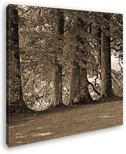 deyoli alte Laubbäume Format: 60x60 Effekt: Sepia als Leinwandbild, Motiv fertig gerahmt auf Echtholzrahmen, Hochwertiger Digitaldruck mit Rahmen, Kein Poster oder Plakat