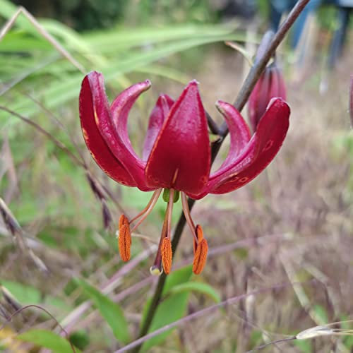 Lilienzwiebeln : Lilie Lilium martagon - Türkenbundlilie  Claude Shride  1 Blumenzwiebeln
