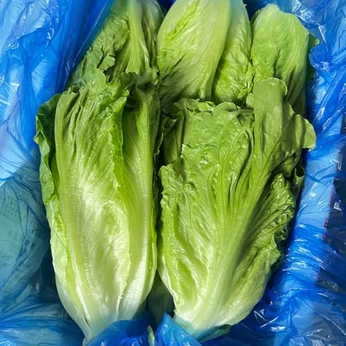 salatsamen, pflücksalat winterhart exotische alte sorten hochbeet wintergemüse grünpflanzen 200pcs