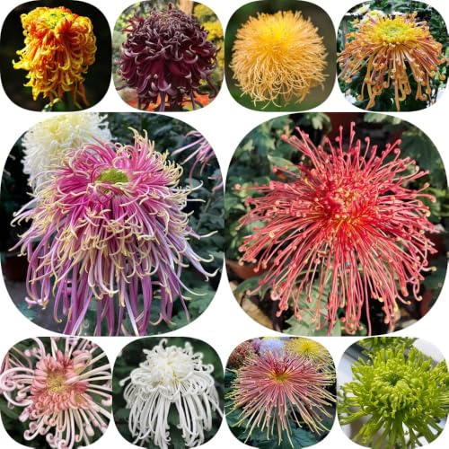 Semi di crisantemo - rare in vaso giardino roccioso interno giardino esotico semi di arredamento del soggiorno balcone decorazione per i 600pcs
