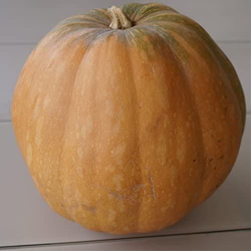 Germisem Menina Semillas de Calabaza 5 g