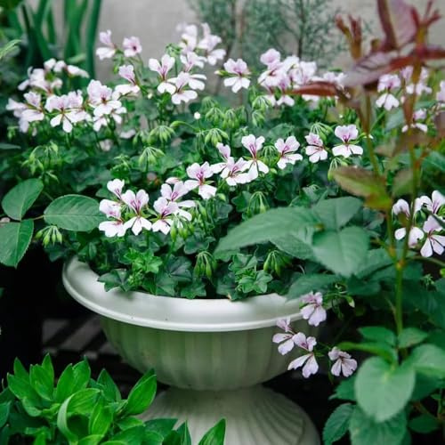 geranien hängend - topfpflanzen kräutergarten balkonpflanzen winterhart - Seltene serie - pflanzensamen blumensamen blumenwiese 300samen