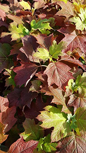 Hydrangea quercifolia 'Alice' / Hortensia à feuilles de chênes à fleurs blanches/Conteneur de 3 à 4 litres