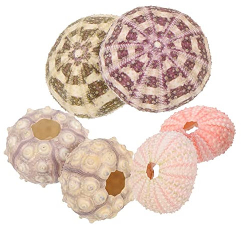 Gogogmee 6stücke Seeigel-dekor Luftpflanzentopf Aquarium Ornament DIY Handgefertigter Seeigel Schreibtisch Deko Miniatur Blumentopf Bastelzubehör Für Meeresmotiv