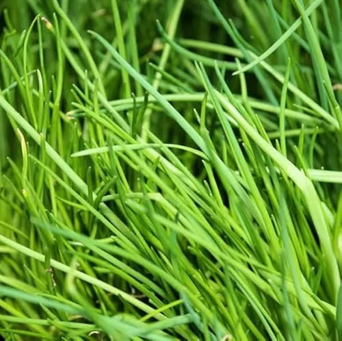 MAELSA® GRAINES EN SACHET POUR POTAGER ET JARDIN - SEMENCES D'AROMATES DIVERS VARIETES (CIBOULETTE)