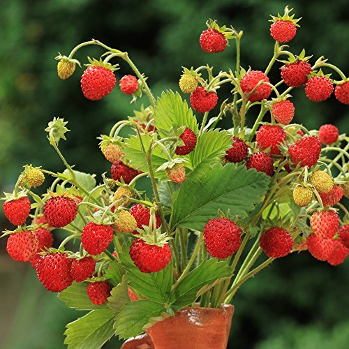 Semi di Solemacher aloni di fragola alpina - Fragaria vesca