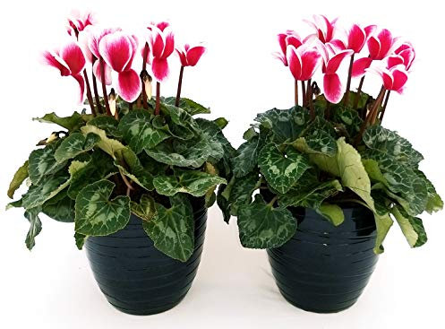 POWERS TO FLOWERS - CICLAMINO FANTASIA, 2 PIANTE, vaso 12cm, piante vere