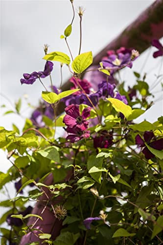 Clematis viticella 'Rubra' 60–100 cm – Winterhart, Mehrjährig, Pflegeleicht – Italienische Waldrebe – Kletterpflanze für Pergola & Rankhilfe
