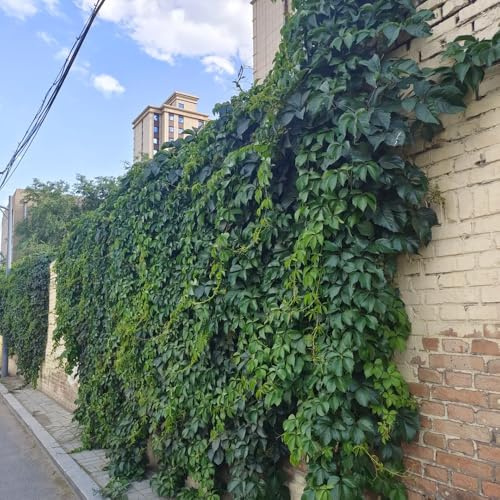 wilder wein, jungfernrebe - büropflanzen immergrüne gartendeko für draußen steingartenpflanzen herbstpflanzen winterhart blühend seltene balkonpflanzen balkon für sonnige plätze 650samen