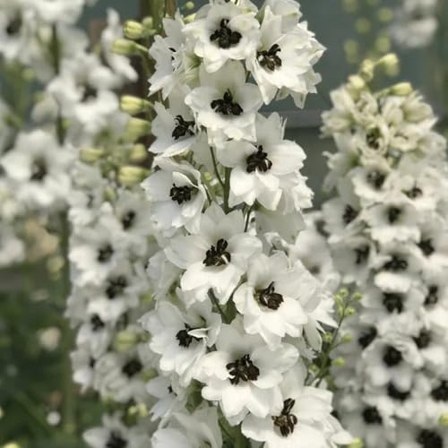 rittersporn, gewächshaus balkon kletterpflanzen zimmerbonsai gartenpflanzen gartenblumen balkonblumen topfpflanzen deko büro blumensamen mehrjährig winterhart hochbeet bodendecker 350samen