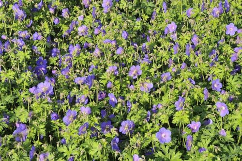 Geranium himalayense 'Gravetye' 9x9 cm Topf – Winterhart, Mehrjährig, Pflegeleicht – Himalaya-Storchschnabel – Staude für Beet & Garten
