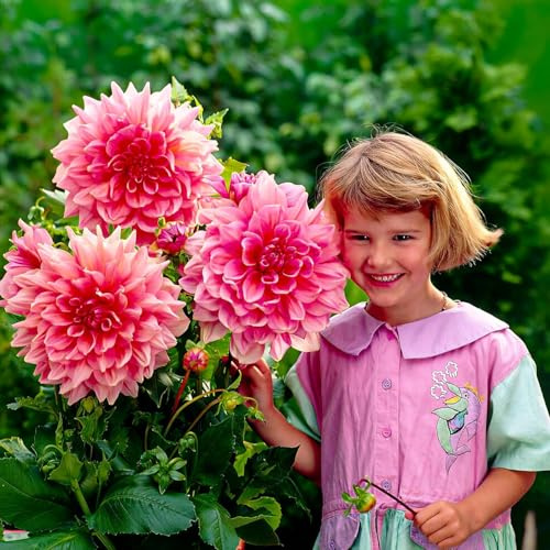 Dahlias Bulbes Collection Dinnerplate Rose - 5 Bulbes de Fleurs à Planter Exterieur - Plante Exterieur Jardin - Naturelle Plantes de Hollande (pas de graines, non artificielle)