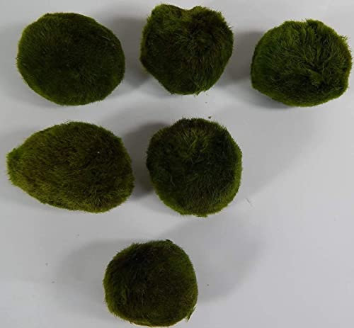 5 Mooskugeln 4-6cm+1 Nano 2-4cm gratis. Aquarium Pflanzen, für Mangrovenwurzel
