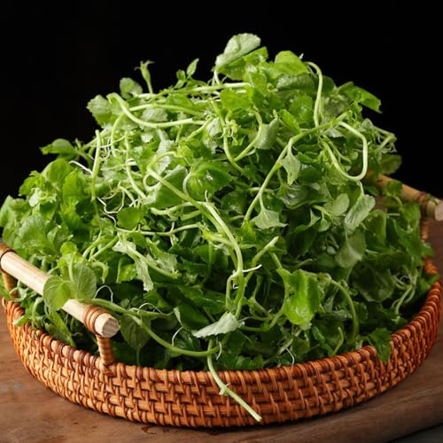 Semi di crescione germogli biologici, semi di rare giardino regali sostenibili resistenti per il giardino da invernali 350pcs