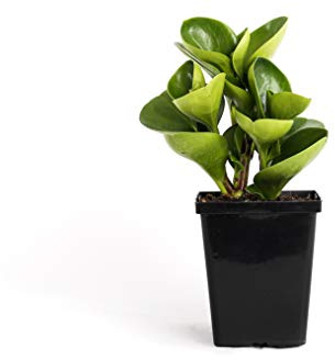 Peperomia Obtusifolia Green Quart Baby Rubber Plant 4 Easy Houseplant Pet Friendly