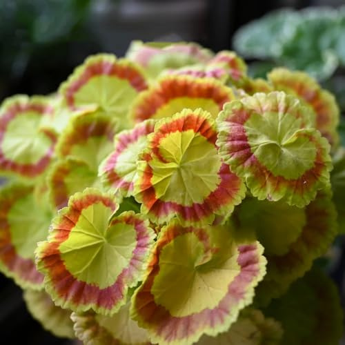 semi di geranio pelargonium appesi, resistenti di perenni resistenti, ombra rampicanti, 25pcs