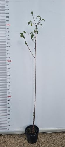 PIANTA DI PRUNUS MAHALEB IN VASO 18 CM CILIEGIO CANINO
