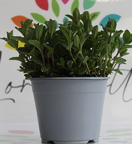 Pianta di menta Piperita su vaso cm 14