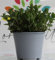 Pianta di menta Piperita su vaso cm 14