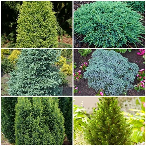 Meredith Nurseries 6 Dwarf Conifers, 2ltr Ornamental Shrubs, Compact Conifers