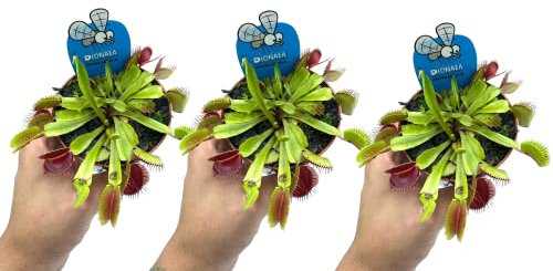 DECOALIVE Plantas Carnívoras Venus Atrapamoscas Pack 3 Unidades Plantas Dionaea Muscipula