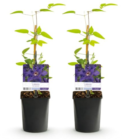 GreenboutiQ - Kletterpflanze - Clematis The President - Blüte Rosa - Wenig Pflege - 2 Pflanzen - Topf 11cm Höhe 40cm