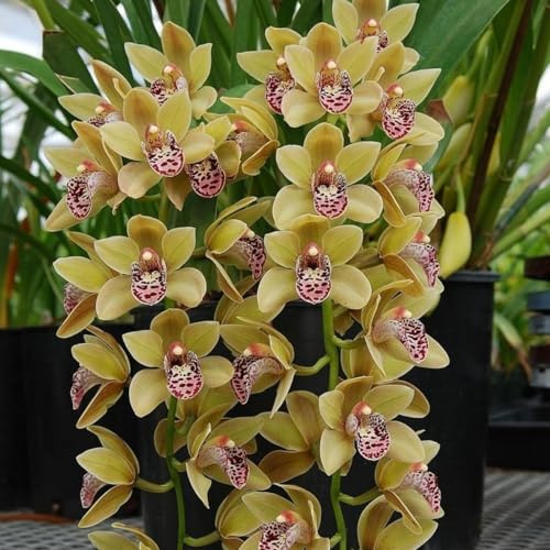 Raro Rizoma Di Cymbidium Orchid, Resistente All'Inverno, Facile Da Coltivare, Grande Formato, Perfetta Idea Regalo, Facile Da Pulire-3 bulbi-A