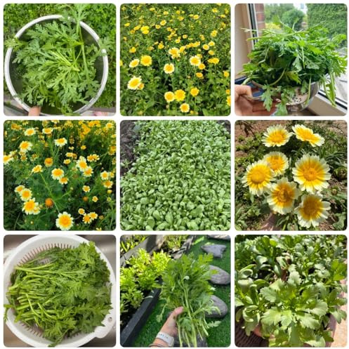 Semi di crisantemo Coronarium, resistenti per il giardino crisantemo commestibili, giardino da orto invernale 700pcs