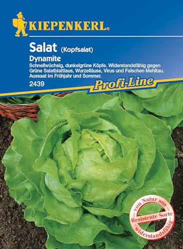Kiepenkerl Profi-Line Kopfsalatsamen Dynamite – Resistente & Schossfeste Gemüsesamen für ertragreichen Salat, bekämpft Mehltau & Schädlinge, ideal für Garten & Balkon, Saatgut für Gemüseanbau