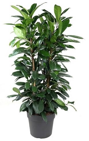 Ficus cyathistipula Afrikanischer Feigenbaum Zimmerpflanze immergrün 140 cm Höhe