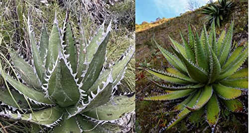 Shark Tooth Agave Megalodonta 10+ Seeds Rare