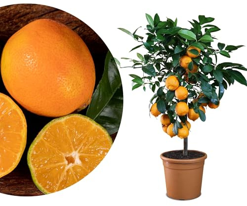 Meine Orangerie - Rote Limette Mezzo - außergewöhnlicher Zitrusbaum - Mandarinen-Limette - Lima Rossa - echter Limettenbaum für Garten, Balkon oder Terrasse