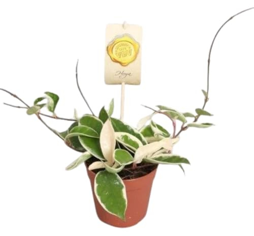 Vivaio Garden Forest Hoya Carnosa Krimson Queen, Fiori di Cera, Pianta Grassa, Pianta Vera, Pianta da appartamento, Pianta da fiori, Fiori rosa, Autunno, Primavera, Vaso 12cm
