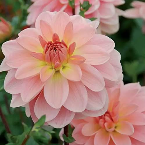 Bulbes de dalia,son sympathique,Je colorie plus les ampoules-3,10