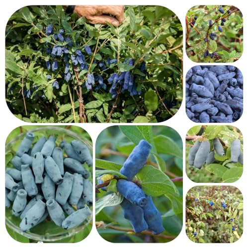 Semi di mirtillo siberiano, estremamente resistenti, varietà antiche, giardino, rare balcone 120pcs