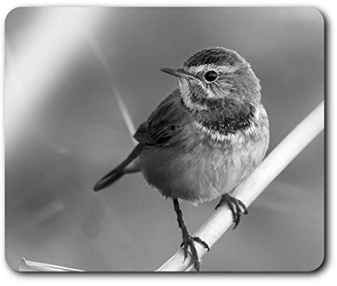 Destination Vinyl ltd Colourful Small Bird Garden Mouse Mat Pad Computer PC Laptop Gaming Office Home Desk Accessory Gadget #43858
