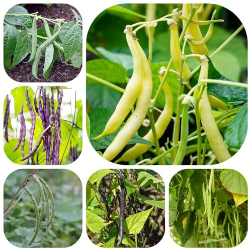 semillas de frijol de enrame - exóticas Variedades antiguas jardín balcón camas 25pcs