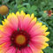 Semi di Gaillardia Pulchella, 100 Pz/borsa Semi di Gaillardia Pulchella Bella Prolifica Piena di Vitalità Sana Gaillardia Pulchella Piantine Fiore Albero da frutto Semi di ortaggi Semi di Gaillard