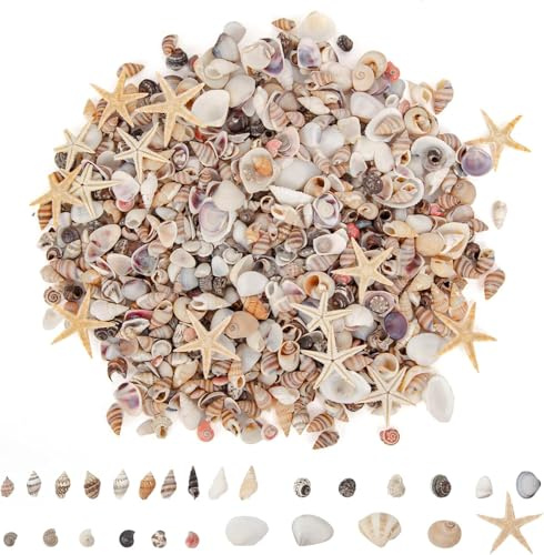 1000 pcs Mini Conchas de Mar Pequeñas Mezcladas, 20 Tipos de Pequeñas Conchas Marinas a Granel Para Manualidades, Conchas Naturales de Playa, Bricolaje, Fiesta Temática de Playa, Decoración de Velas