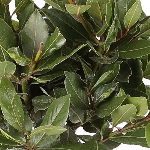 Laurel Comestible - Maceta 15cm. - Altura total aprox. 40cm. - Planta viva - (Envíos sólo a Península)