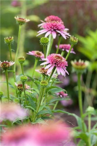 Purpursonnenhut Echinacea purpurea im Topf, winterhart, mehrjährig | Bienenweide, sonniger Standort, lange Blütezeit, schnittverträglich, robust, ideal für Staudenbeet und naturnahen Garten