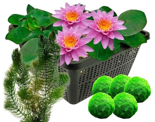 vdvelde.com - Rosa Seerose + Sauerstoffpflanzen gegen Algen - - Kombi-Set- 8 Pflanzen- Platzierung: -1 bis -100 cm