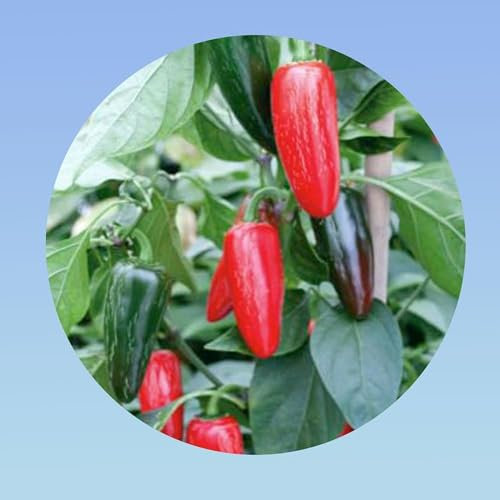 100 Graines de Piment Jalapeño (Capsicum annuum) - Piquant Modéré (4/10 Scoville) - Idéal Apéritif et Farci