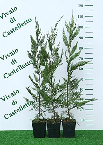 Cipresso di Leyland Cupressocyparis leylandii 12 piante in vaso 2 litri h. 60/80 cm Vivaio di Castelletto