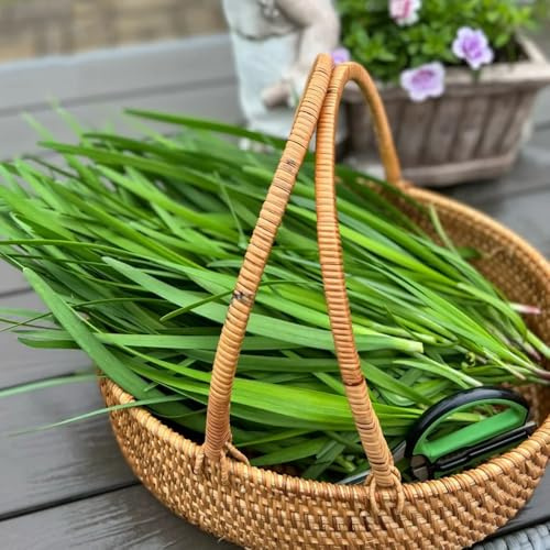 Semi di cipollina - Allium tuberosum - semi di invernali verdi da giardino roccioso resistenti 300pcs