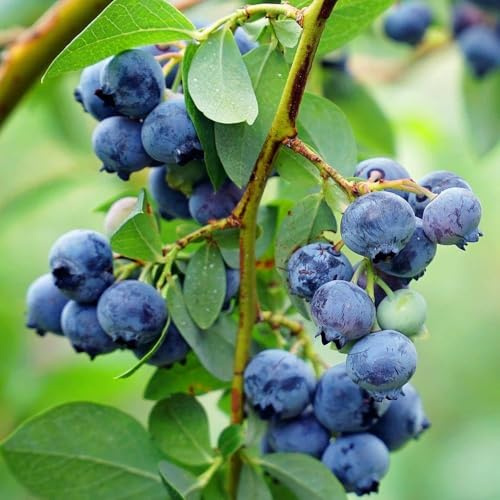 Austin Blueberry Plant, Fresh Live Fruit Bush for Home Garden, Outdoor Growing (Liner/Potted/Set of 2 Plants)