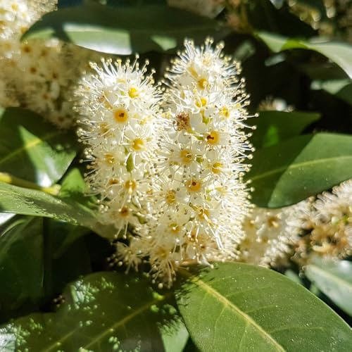 semi di lauroceraso - biologici da giardino resistenti per decorative 100pcs