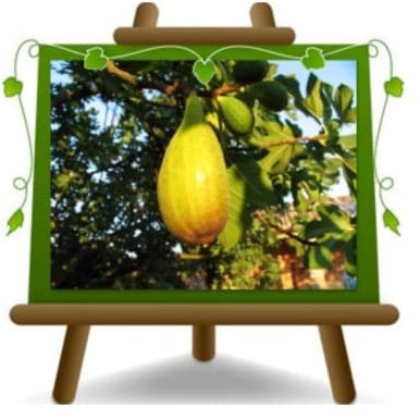 EURO PLANTS VIVAI Fico Lungo del Portogallo Pianta da frutto su vaso da 26 cm. - Altezza: 180~200 cm. - età 4 anni