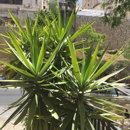 Nouvelles graines fraîches de yucca 80 pièces
