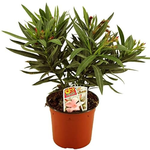 Nerium Oleander - Adelfa Rosa Natural Planta Arbustiva para el Exterior del Hogar
